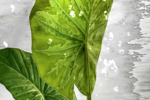 Panneaux architecturaux Muraluxe installation douche Sélect hibrido Panneaux architecturaux Muraluxe installation douche Sélect hibrido